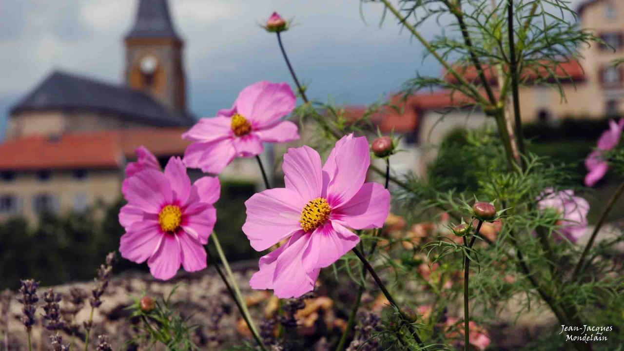 Fleurs du village