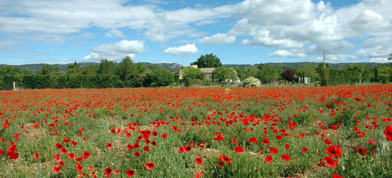 coquelicots