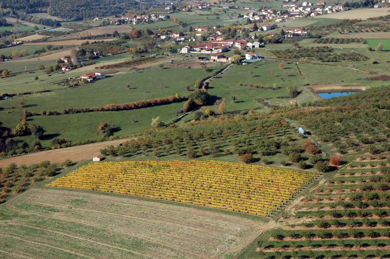 Des vignes et des cerisiers