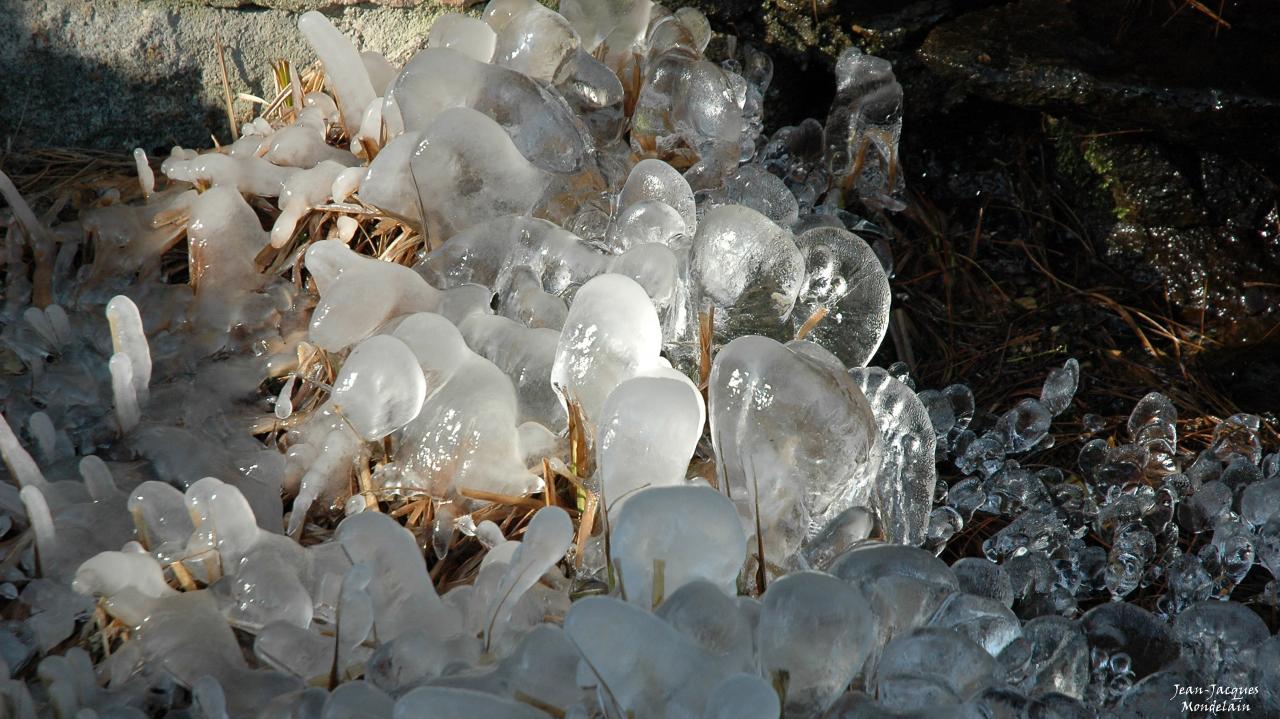 Fleurs de glace