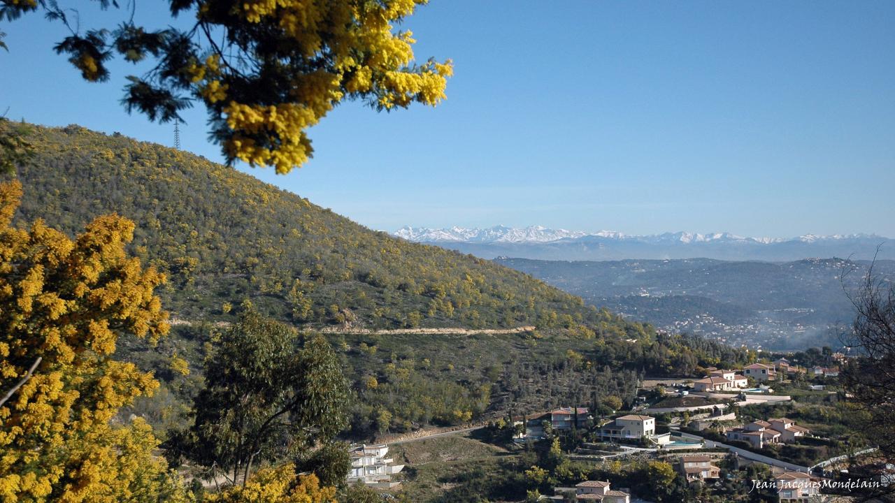 Forêt de mimosa sur Mercantour