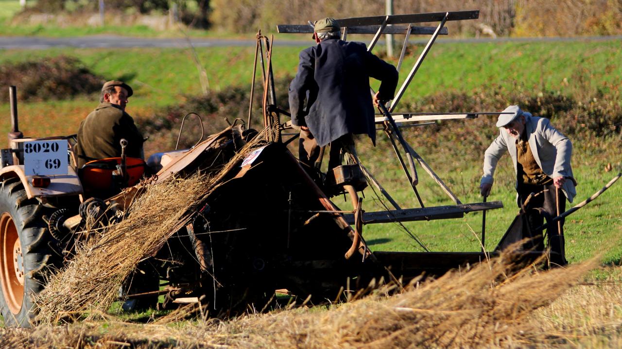 Moissons sous l'oeil vigilant du Papé