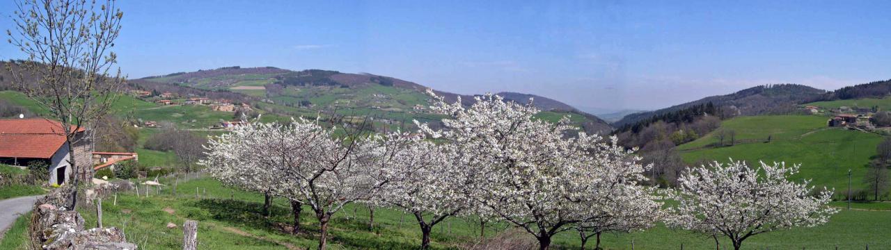 La maison, les cerisiers , les Monts du Lyonnais au printemps